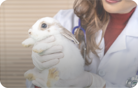 Animal Health & Welfare (1)
