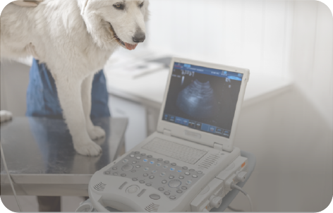 Animal Health & Welfare (4)