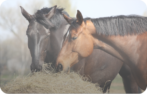 Animal Health & Welfare (9)
